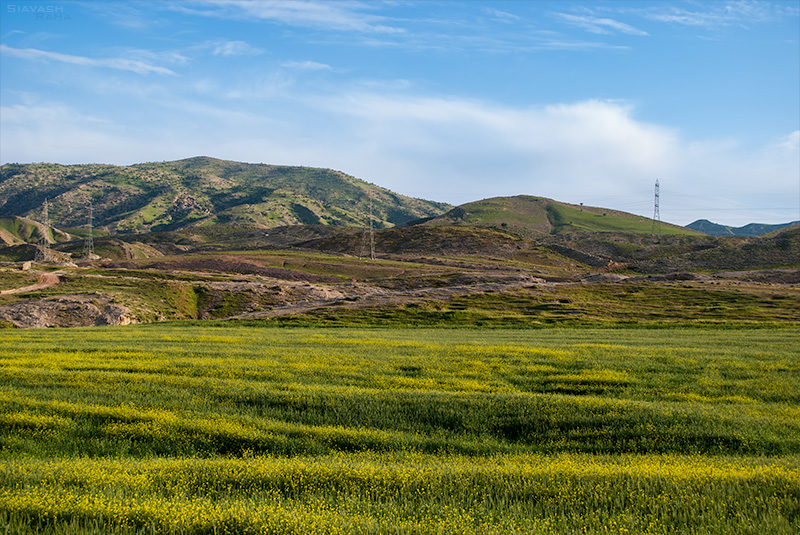 A Yellow Spring Day