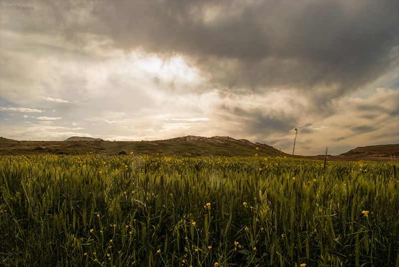 Cloudy Wheatland