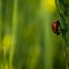 Ladybird