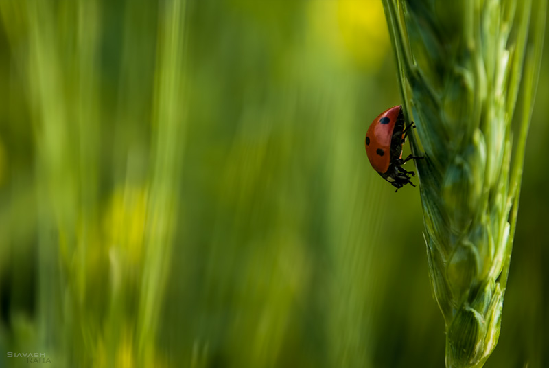 Ladybird