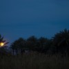 Moon And Tree