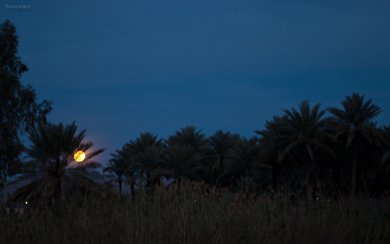 Moon And Tree