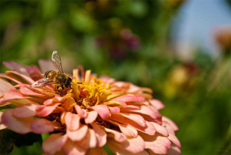 My First Macro