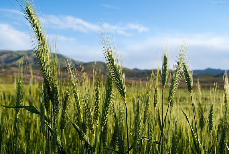 The Wheats