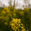 Yellow Flower