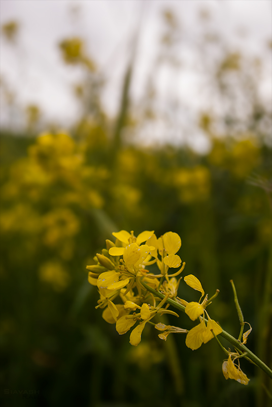 Yellow Flower